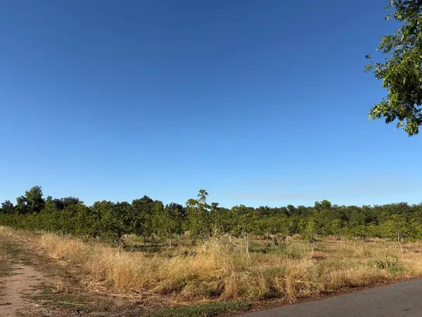 0 Obermeyer AVE, Gridley, CA 95948