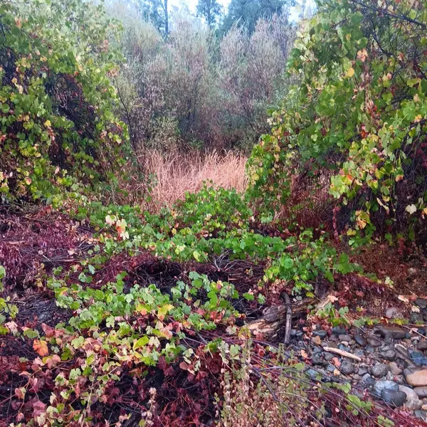 17895 Duck Canyon RD, Igo, CA 96047