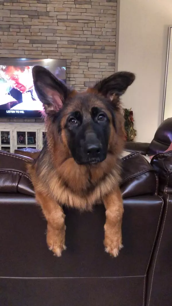 Selling Your Home with Pets? Here’s How to Make It Shine for Every Buyer