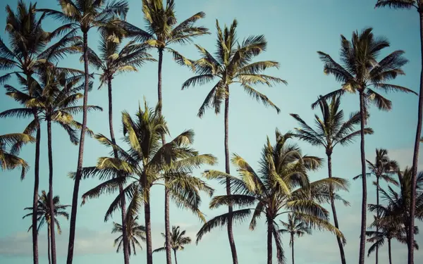 Cincinnati to Tampa Relocation