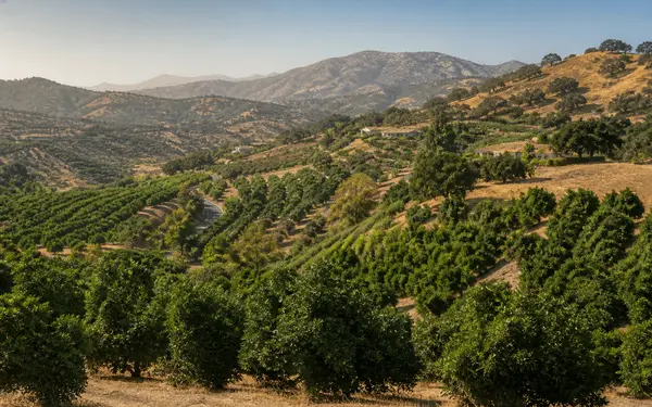 Rolling hills covered in avocado and citrus groves in inland North San Diego County