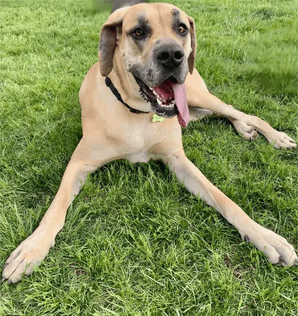 Discover the Best Dog-Friendly Neighborhoods in Waukee, Iowa