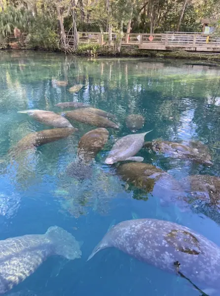 Homosassa