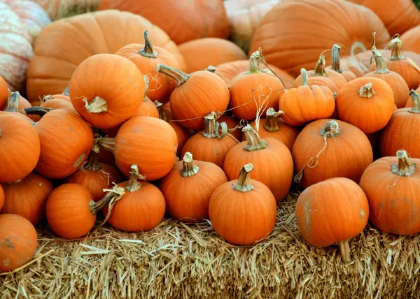 What Are the Best Pumpkin Patches Near Denver? 5 Local Favorites for Fall 2026,Becky Sweetwine