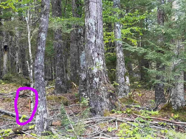 Old Coach Rd #Lot, Labelle, NS B0T 1E0