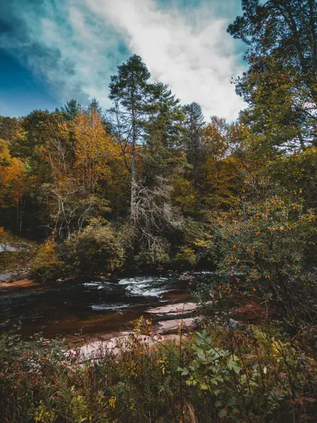 Pisgah Forest