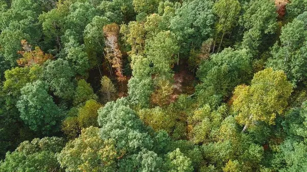 Lot 88 Nye Valley Rd, Bastian, VA 24314