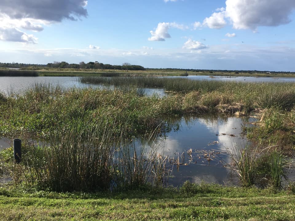Peaceful view of the Viera Wetlands, a popular outdoor spot for birdwatching and nature lovers on Florida’s Space Coast.