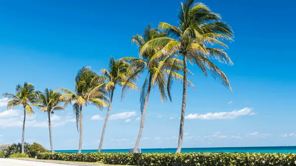 indian-river-lagoon-palm-trees-space-coast-florida