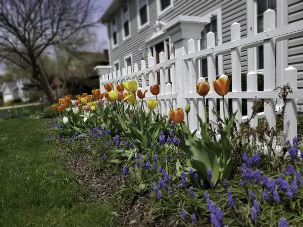 colorful-tulips-and-blue-flowers-are-seen-in-a-gar-2022-10-31-09-25-16-utc