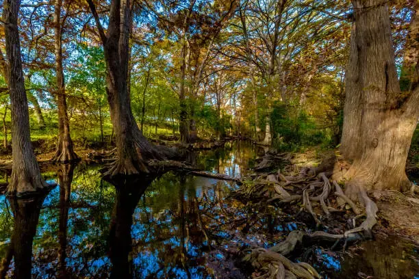 Cibolo