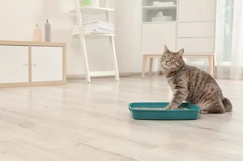 Want to Hide Your Litter Box? Create a Stylish Kitty Corner!,Carrie Licon