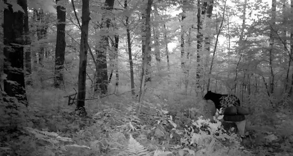 1029.1 290th AVE, Bone Lake Twp, WI 54837