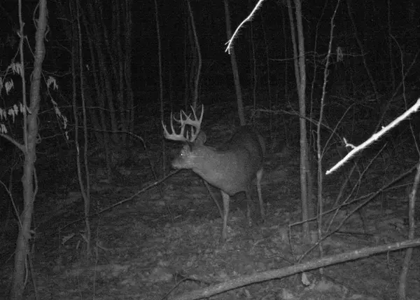 1029.1 290th AVE, Bone Lake Twp, WI 54837