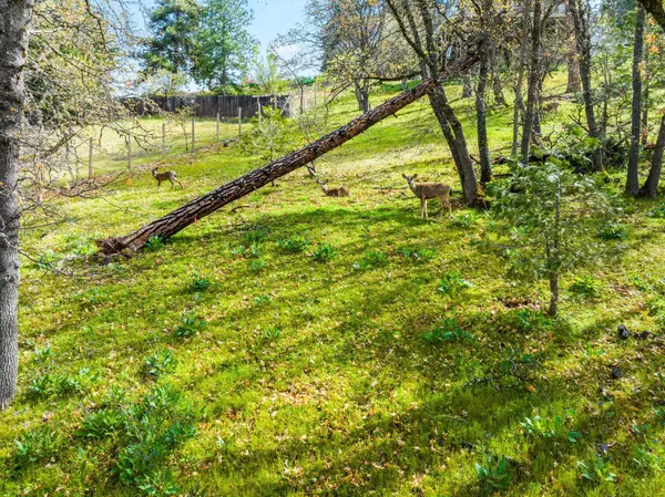 422 Glenview DR, Ashland, OR 97520