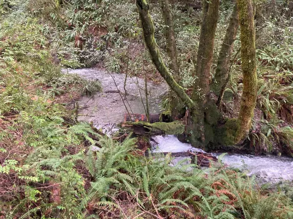 North Bank RD #201, Gold Beach, OR 97444