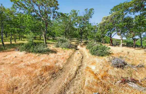 163 Hitt RD, Ashland, OR 97520
