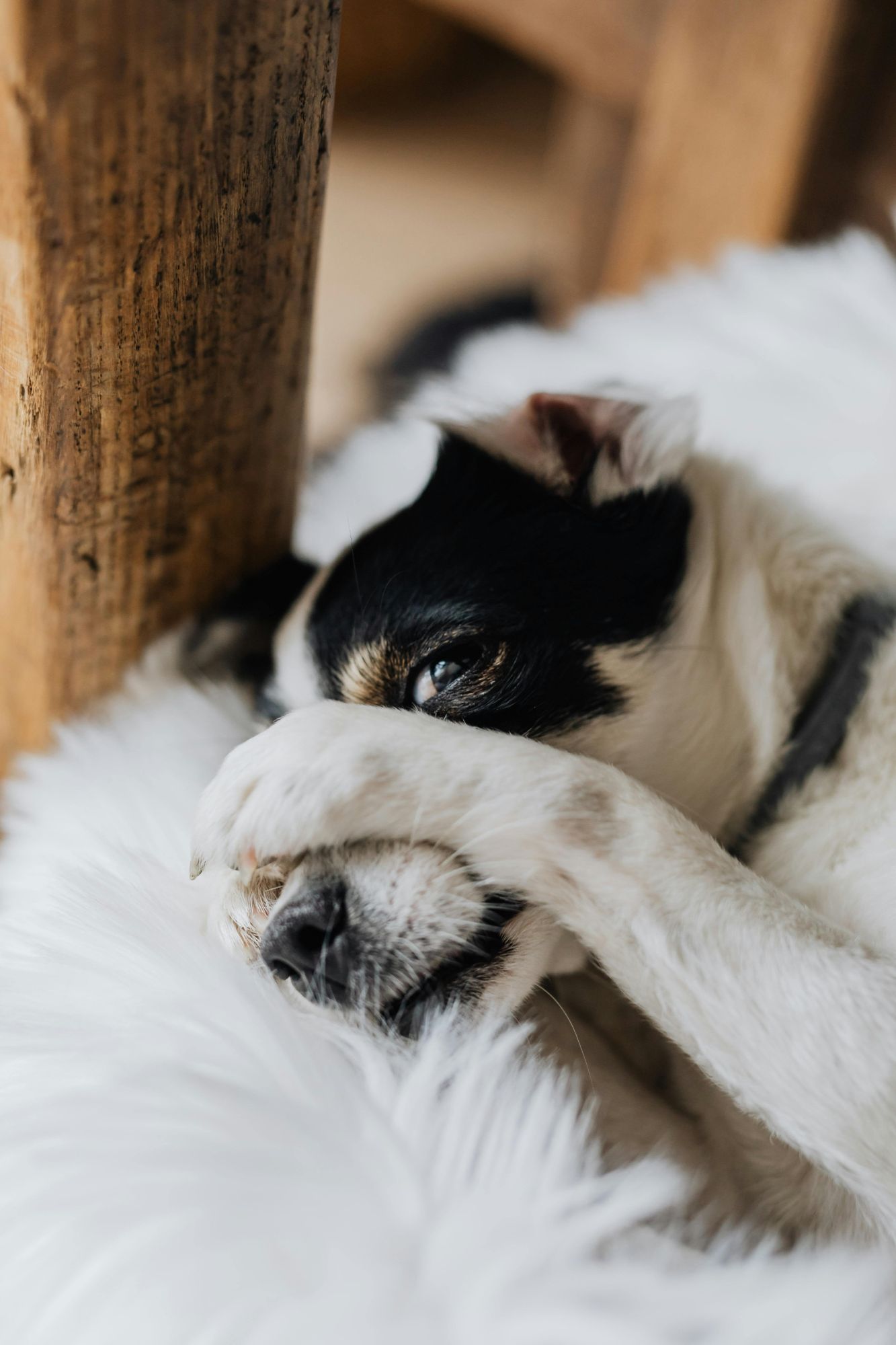 Dog Hiding because of hidden costs in real estate mortgage