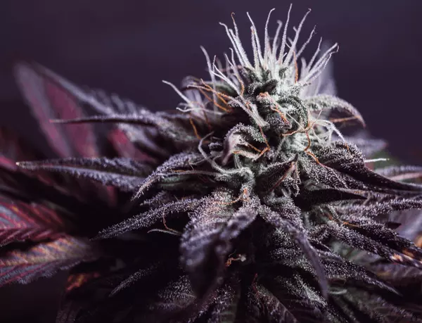 Understanding Montana’s SB27 Bill: What It Means for Cannabis in 2025