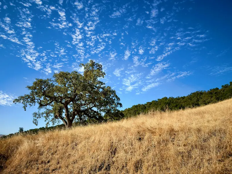 Orcutt