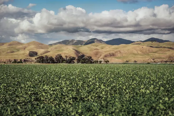 Orcutt vs. Santa Maria: Where Should You Buy a Home?