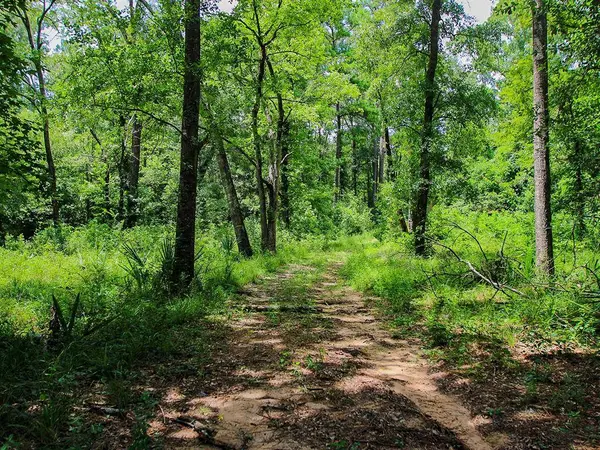 105 Gourd Creek Drive, Huntsville, TX 77340