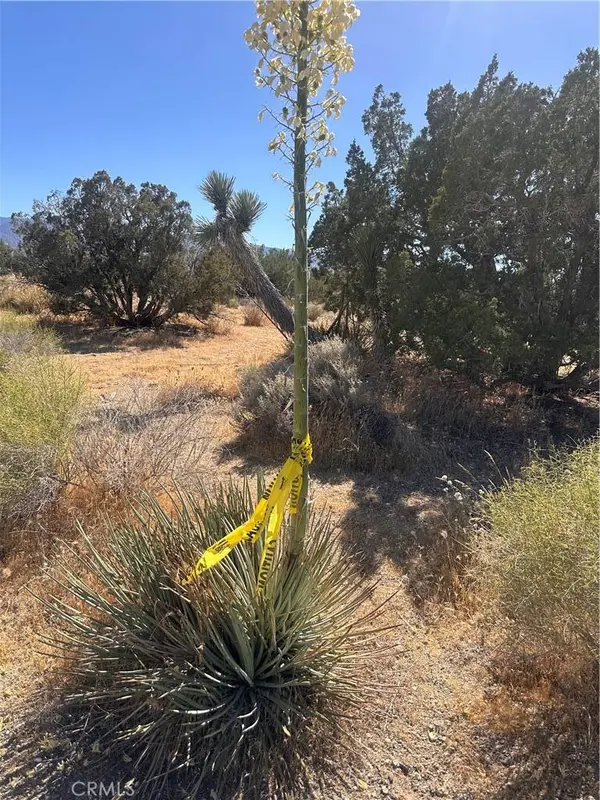 0 Coyote / Pionero RD, Pinon Hills, CA 92372
