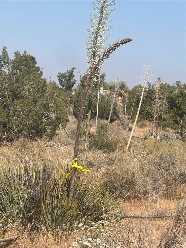 0 Coyote / Pionero RD, Pinon Hills, CA 92372