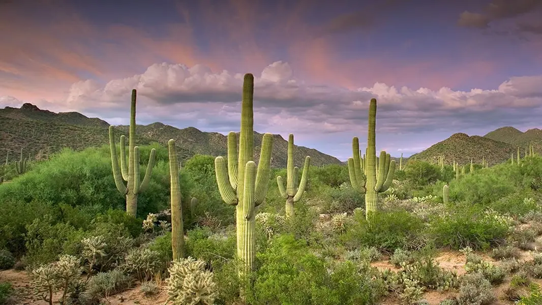 Dove Mountain