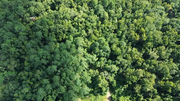 Lot 1 Donaldson Williams Rd, Crawfordville, FL 32327