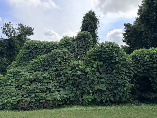 What Is Kudzu? The Vine You Will See All Over Metro Atlanta