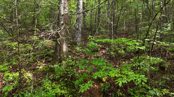0 Steer Creek RD, Tellico Plains, TN 37385