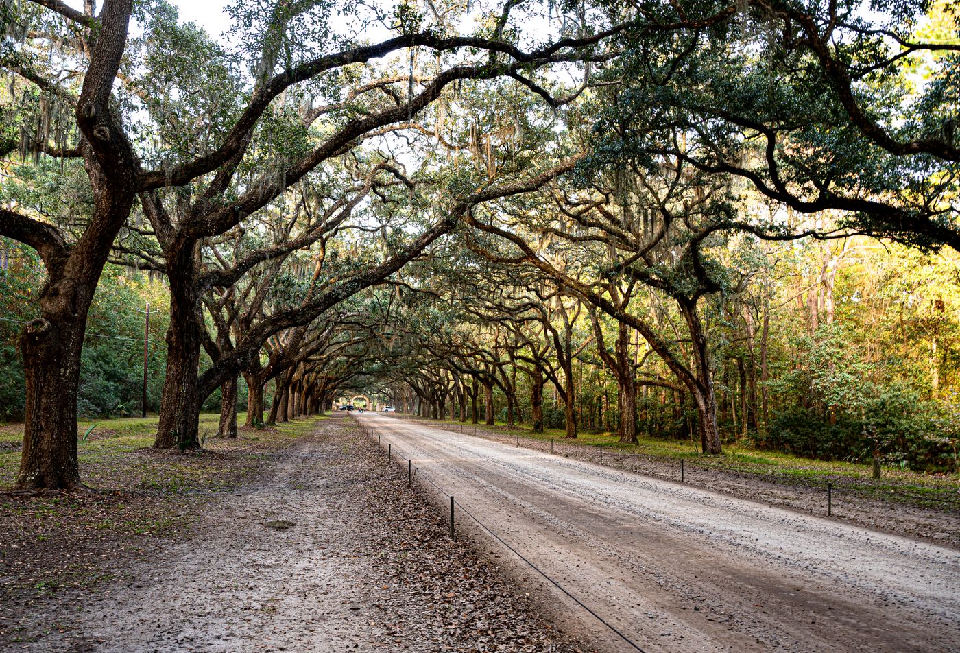 Tree lined road in south Mississippi