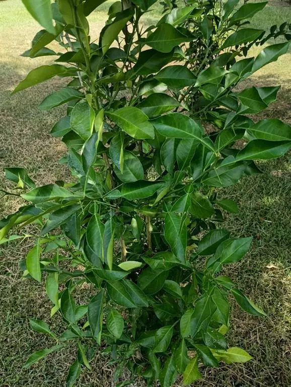 0 Standard Oil Road, Shreveport, LA 71108