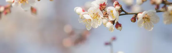 feature image of Spring Allergy Solutions: Keep Your Listings Fresh &amp; Pollen-Free
