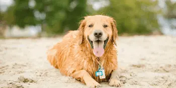feature image of Things to Do in Southwest Florida With Your Dog