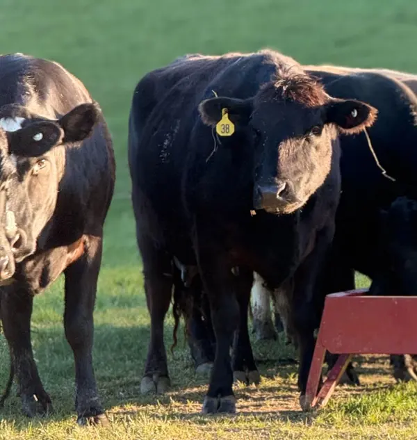 Ranches, Game Farms, and Homes: Why I’m the One to List With