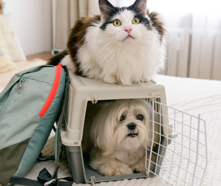 Pet Disaster Planning