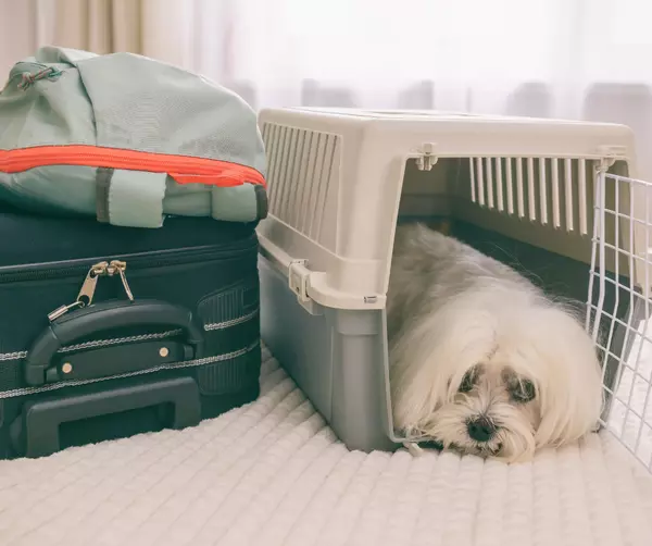 Pet Disaster Planning (1)