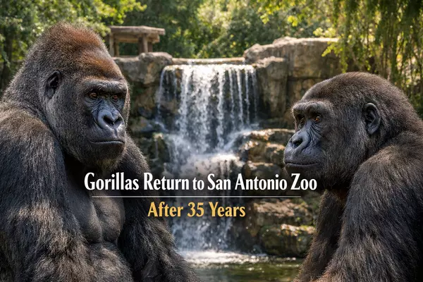 San Antonio Zoo Congo Falls Brings Gorillas Back After 35 Years