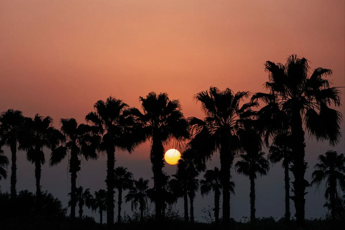 magic-valley-opener-palm-trees