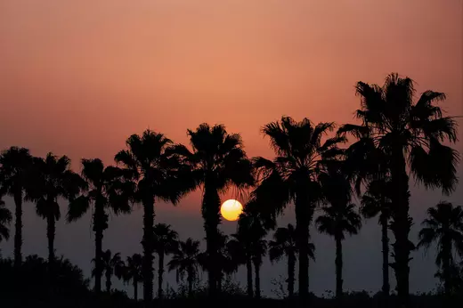 magic-valley-opener-palm-trees