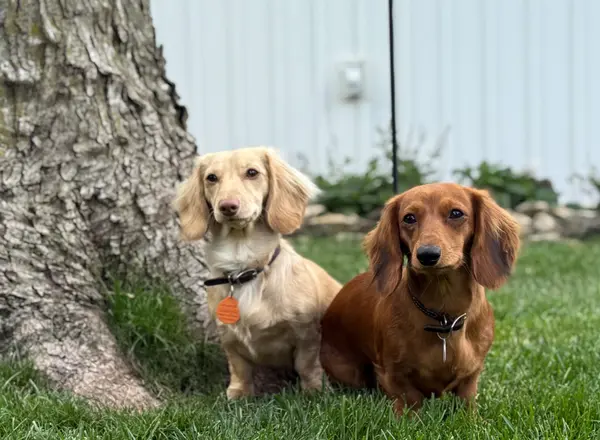 Willow and Juniper...my favorite sidekicks