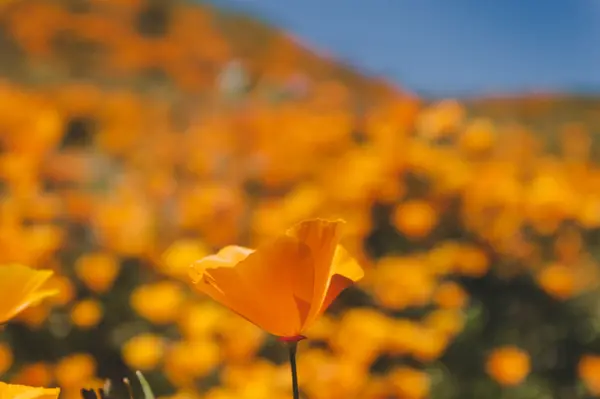 Spring Sellers Have an Edge. Here’s Why.