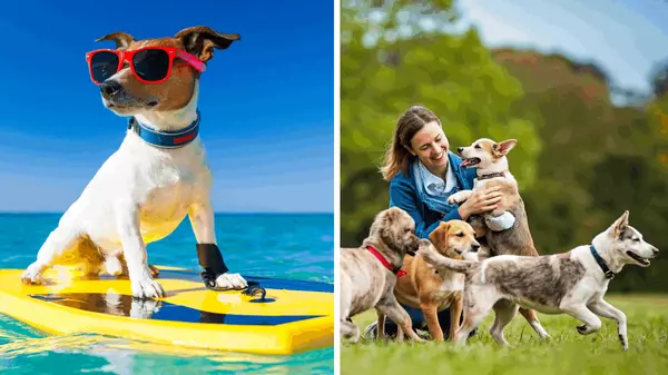 Victoria’s Dog-Friendly Lifestyle (Cafés, Beaches & Parks)