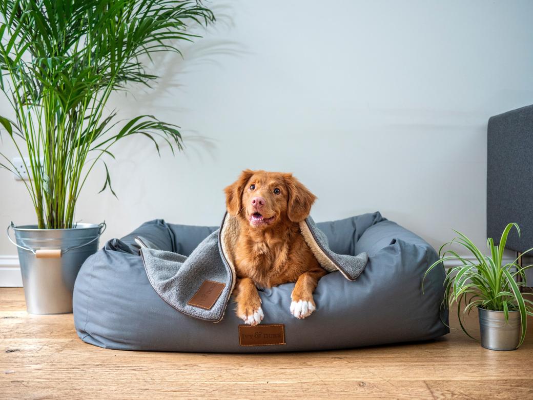 Top 10 Pet-Centric Ways to Customize Your Home