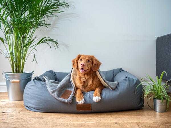 Top 10 Pet-Centric Ways to Customize Your Home,Team at Verbode