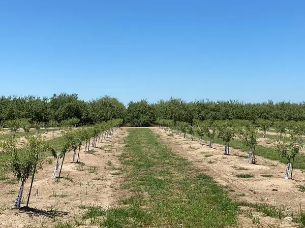 16221 Carrolton, Escalon, CA 95320