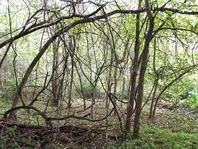 135+/- Acres Sand Hill Road, Boscobel, WI 53805