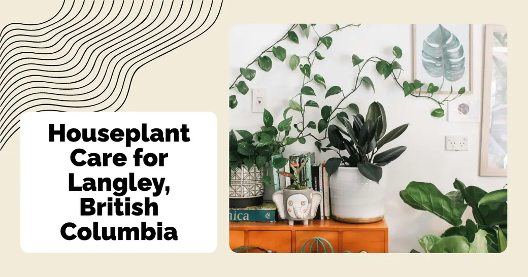 Houseplant Care for Langley, British Columbia